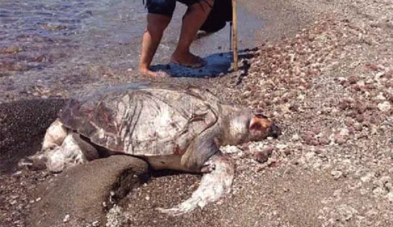 Ölü caretta carettanın midesinden plastik atıklar çıktı