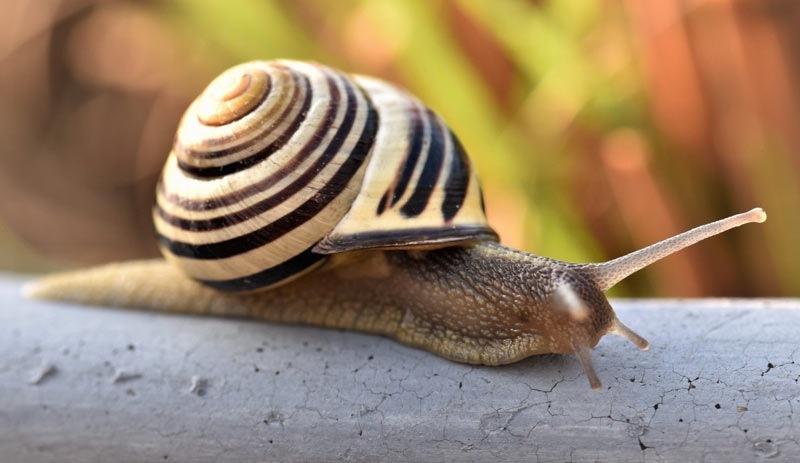 Salyangozlara anı nakli