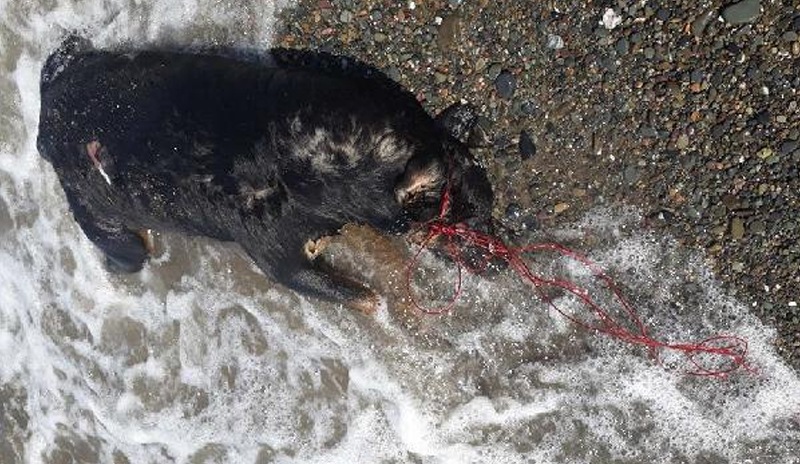 Sahilde iple bağlanmış ölü köpek bulundu