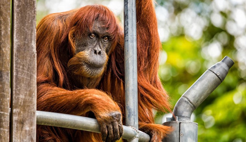 Dünyanın en yaşlı Sumatra orangutanı öldü