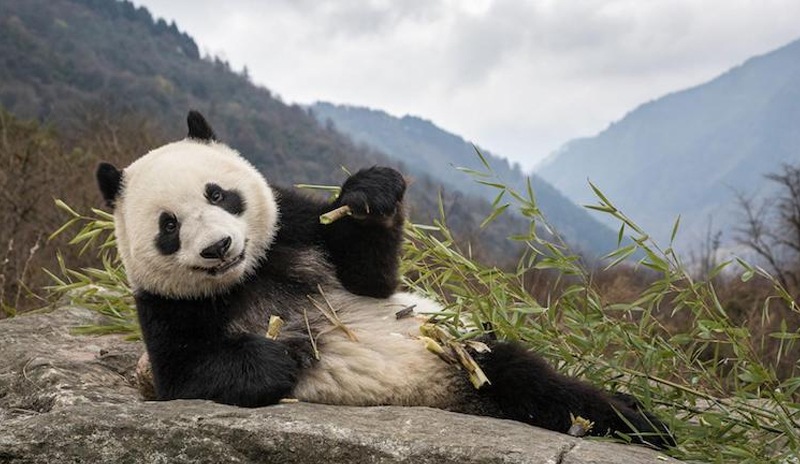 22 bin yıllık fosilden yeni bir panda türü keşfedildi