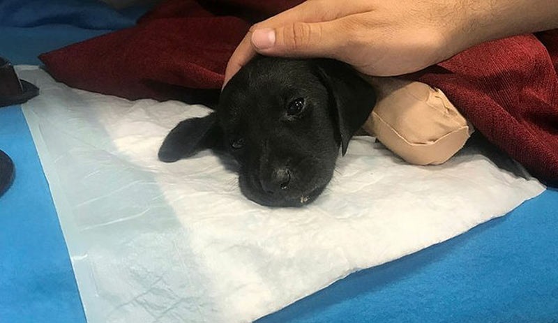 Veteriner: Yavru köpeğe uygulanan şiddet insan işi