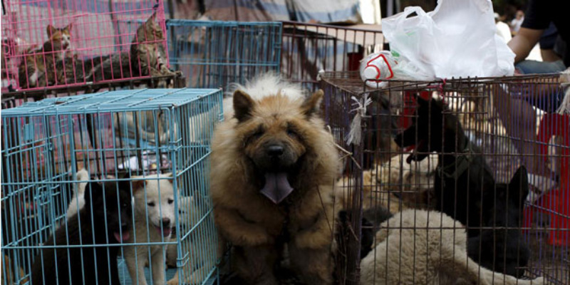 Kedi ve köpek eti yemek artık yasak