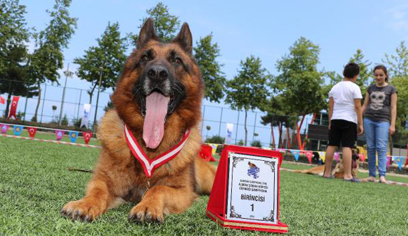 Alman kurdu köpekler 'güzellik' için yarıştı