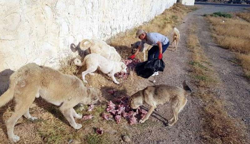 Botan Vadisi'nin sahipsiz köpeklerini besliyor