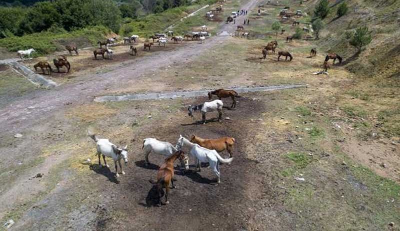 Beykoz'da bekletilen atlar şehir dışına götürülecek