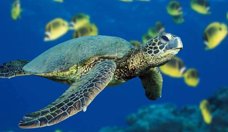 Caretta Caretta'lardan tespih yapıp satıyorlar