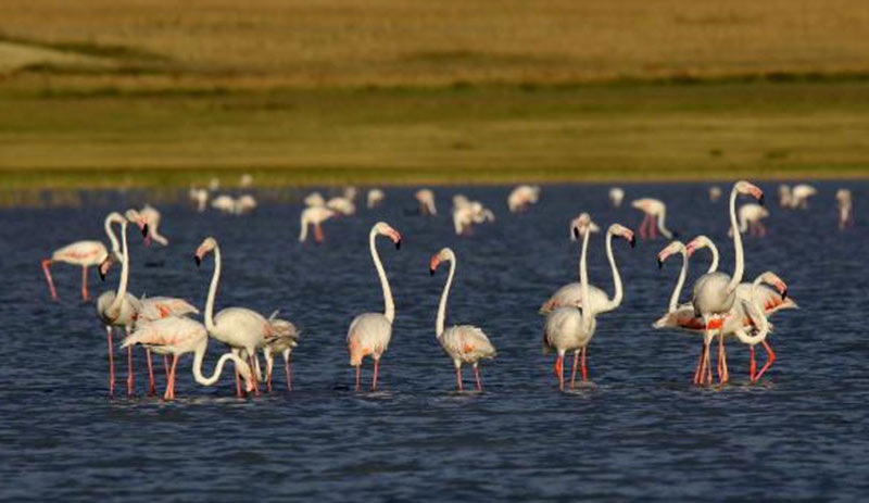 Flamingolar Van Gölü'nde