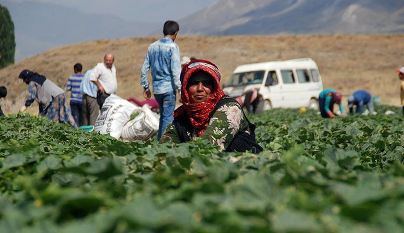 Mevsimlik işçiler çadırlarda yaşam mücadelesi veriyor