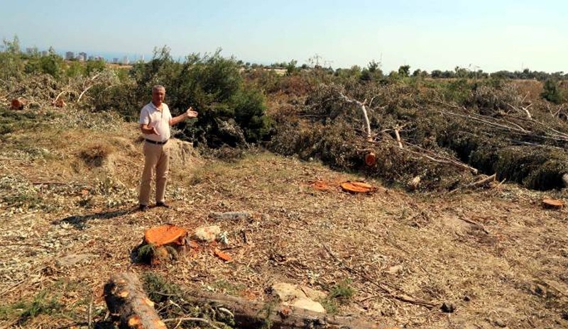 Mersin'de hazine arazisindeki ağaçları kestiler