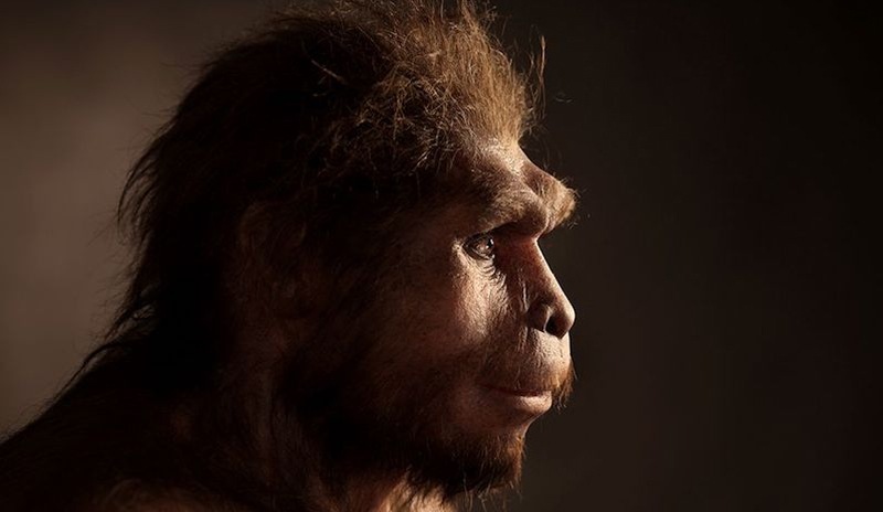 Homo Erectus’un yok olmasında tembellik rol oynadı