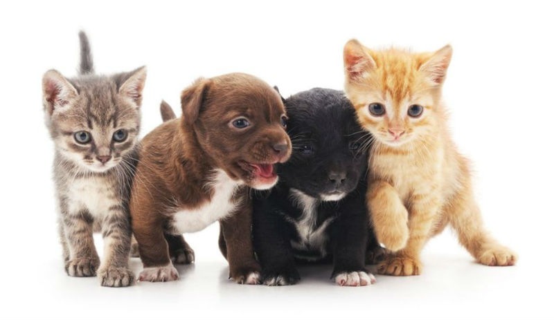 İngiltere 'pet shop'ta kedi ve köpek yavrusu satışını yasaklıyor