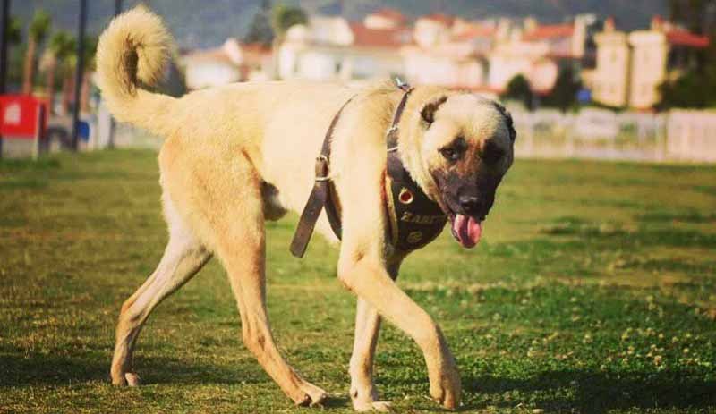 Arabanın arkasında sürüklenen köpek şimdi zabıta