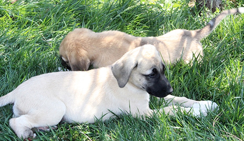 İki yavru köpeğin patilerini kestiler: Bunu yapan insan olamaz