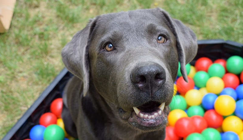 Vietnam'da halka 'köpek eti yemeyin' çağrısı