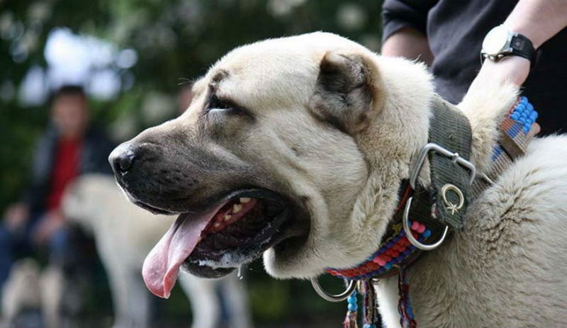 İtalya’nın ‘Kangal’ çağrısına Türkiye'den yanıt