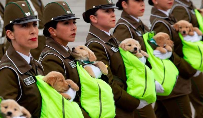 Askeri geçit töreninde yavru köpekler rol çaldı