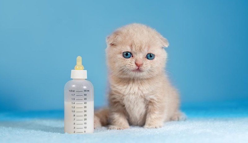 Kasabaya maaşlı çalışacak 'kedi şefi' aranıyor