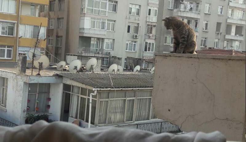 20 gündür çatıda kurtarılmayı bekliyor