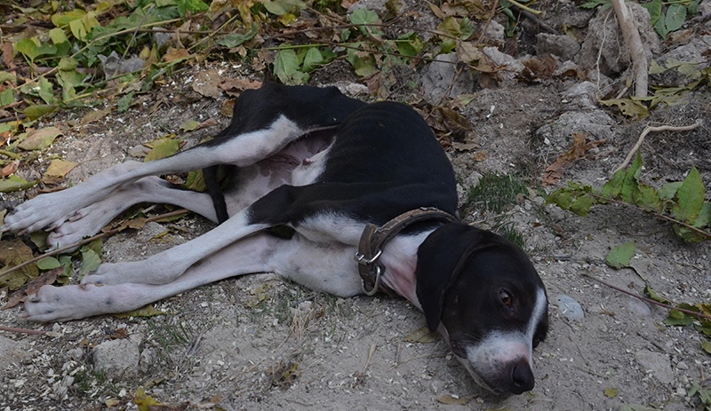 Ağaca asılan köpek ölmek üzereyken kurtarıldı