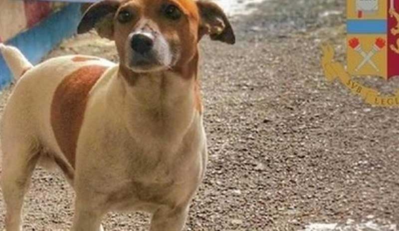 Napoli mafyası narkotik köpeği 'Pocho'ya ölüm fermanı çıkarttı