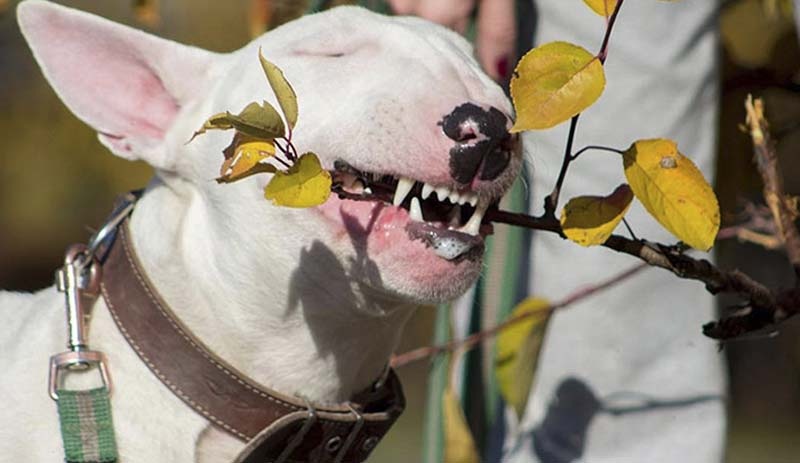 Sahibini kurtaran köpek yaşamını yitirdi