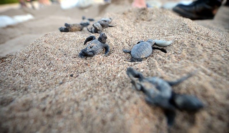 Çıralı'da 7 bin 612 caretta caretta yavrusu Akdeniz'le buluştu