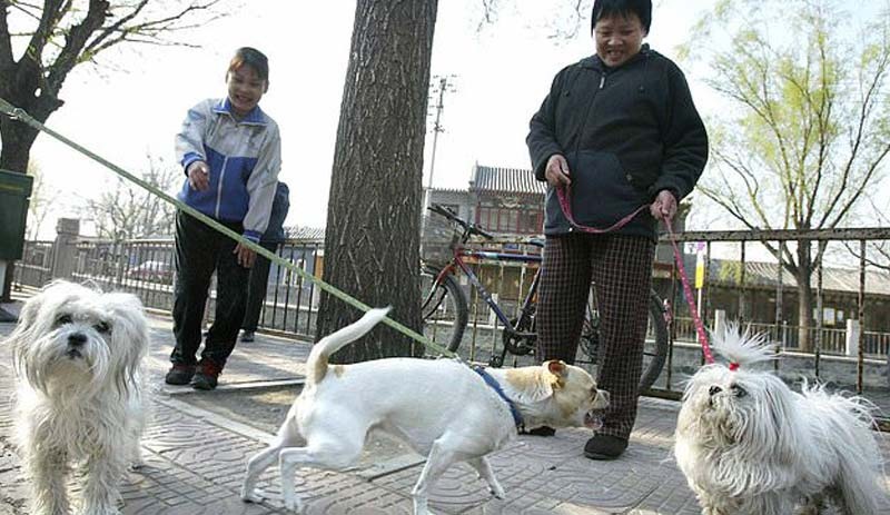 Çin'de köpek gezdirme yasağı