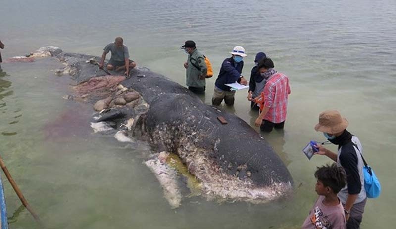 Balinanın midesinden 6 kilo çöp çıktı