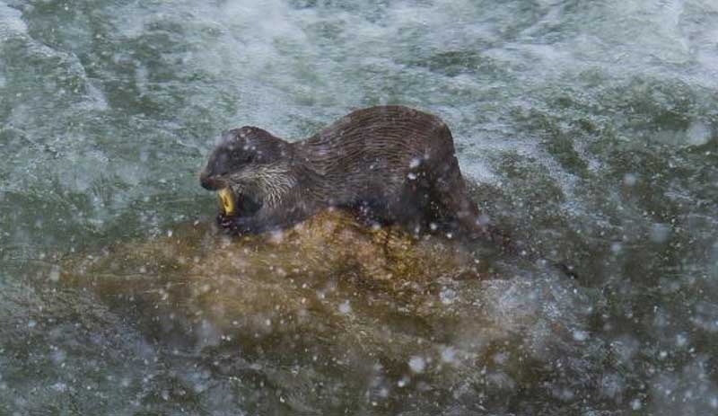 Dersim'de koruma altındaki su samuru ve çil kekliği görüntülendi