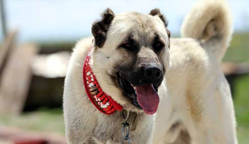 Kangal köpeklerinin yavrularını neden yedikleri anlaşıldı