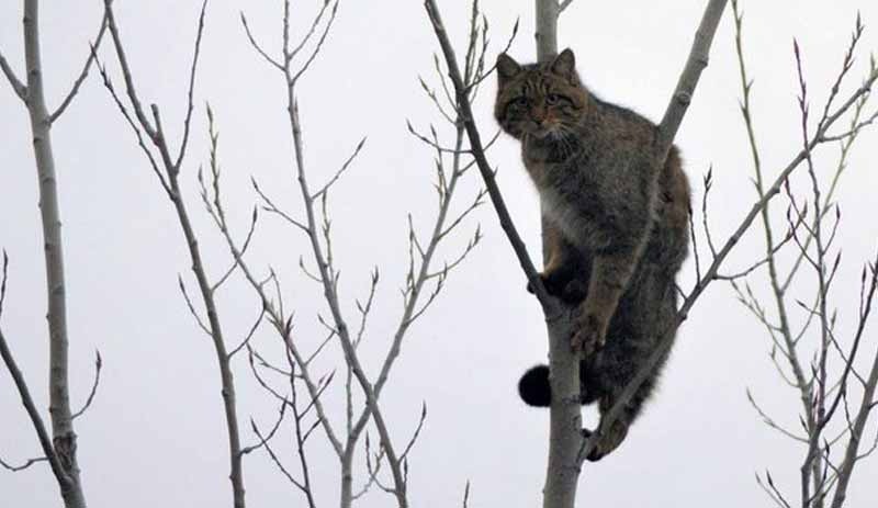 Doğada zor bulunan kedi görüntülendi