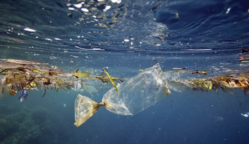 İncelenen tüm deniz canlılarının bağırsağında mikroplastik bulundu