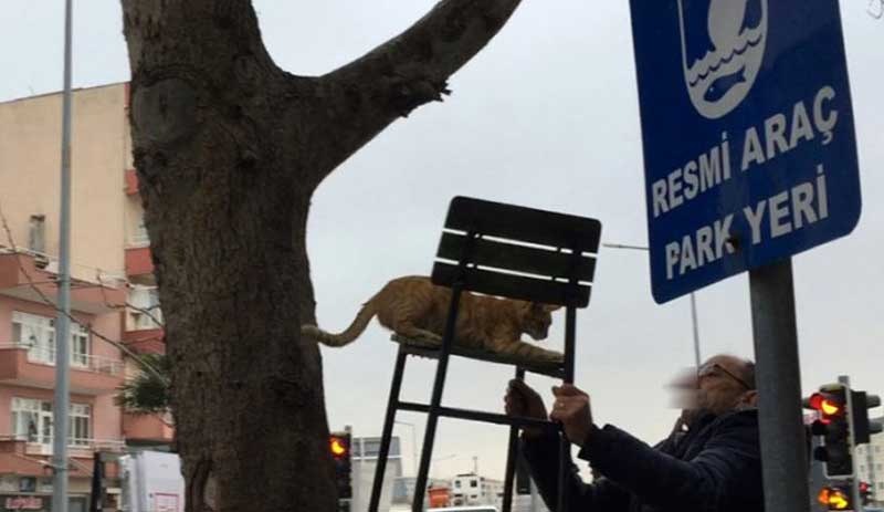 Ağaçta mahsur kalan kedi sandalyeyle kurtarıldı