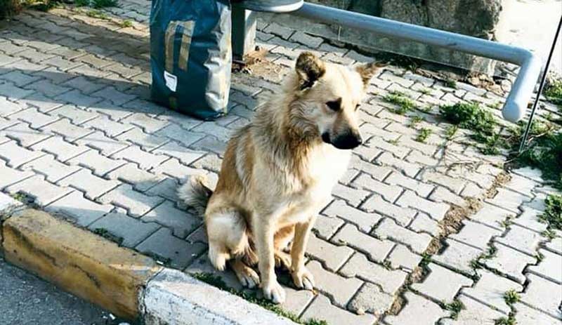 Dolmuş durağına terk edilen köpek bir yıldır sahibini bekliyor