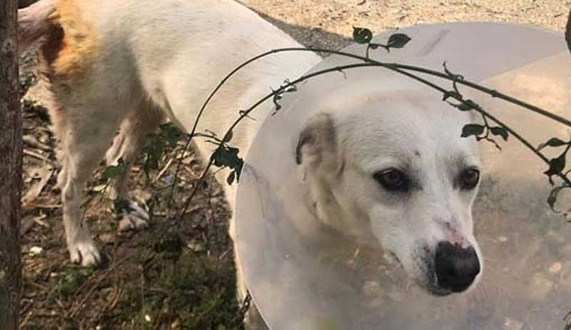 Yoldan geçen bir kişi 'Yuki'yi bıçaklayıp kaçtı