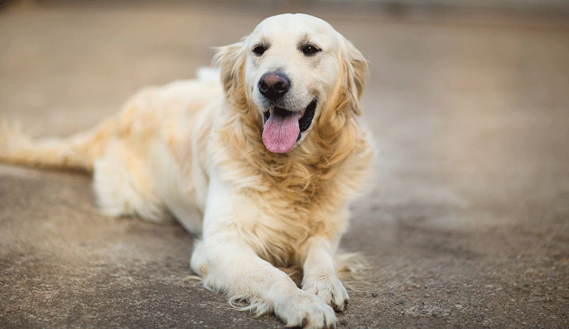 Vegan kadın köpeklerini de vegan yetiştiriyor