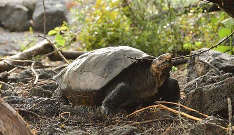 Nesli tükendiği sanılan kaplumbağa Galapagos'ta görüldü