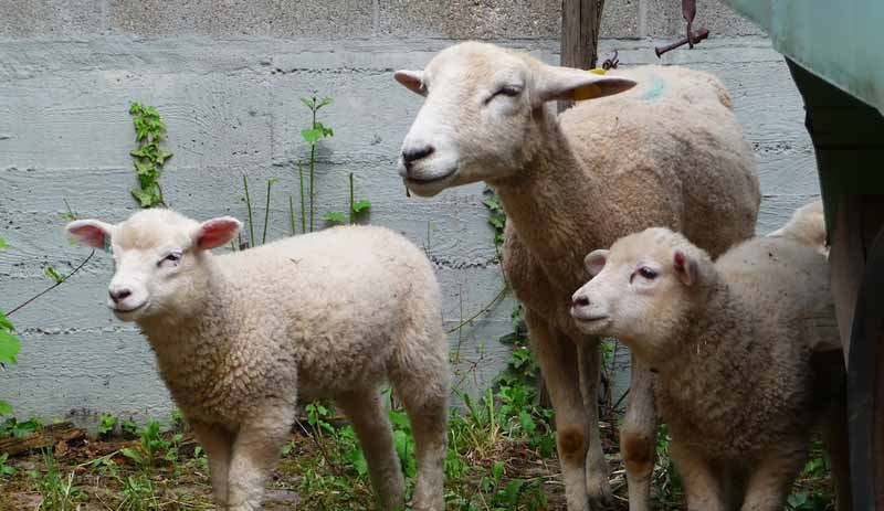 50 yıl önce spermi dondurulan koçun yavruları oldu