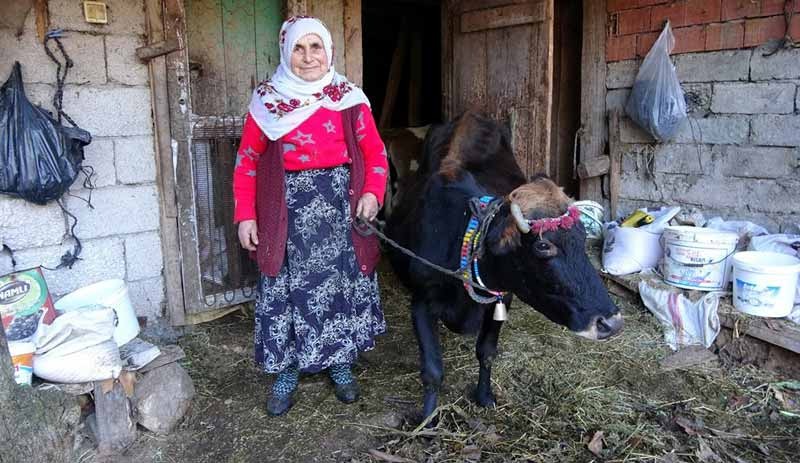 Kesmeye kıyamadıkları inek 35 yıldır evlatları gibi