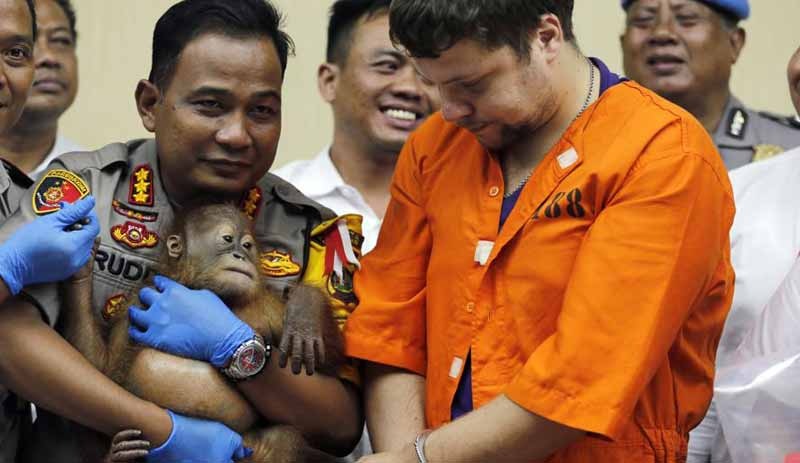 Yavru orangutanı bavulunda kaçırmaya çalıştı