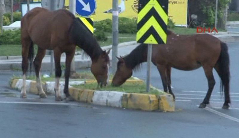 Atlar şehre indi