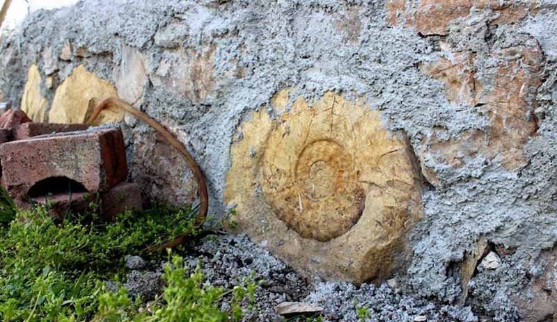 Salyangoz sanılan fosil 200 milyon yıllık Ammonit çıktı