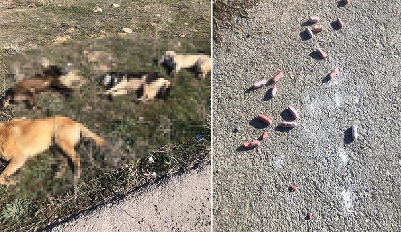 Ankara'da yine köpek katliamı: Zehirli sosislerle öldürdüler