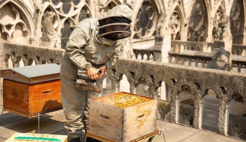 Notre Dame'ın arıları kurtuldu
