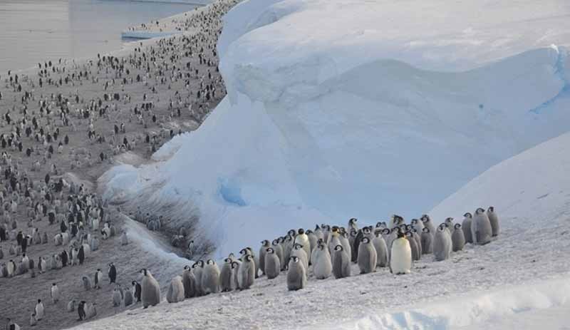 Buz tabakası parçalanınca binlerce yavru penguen boğuldu