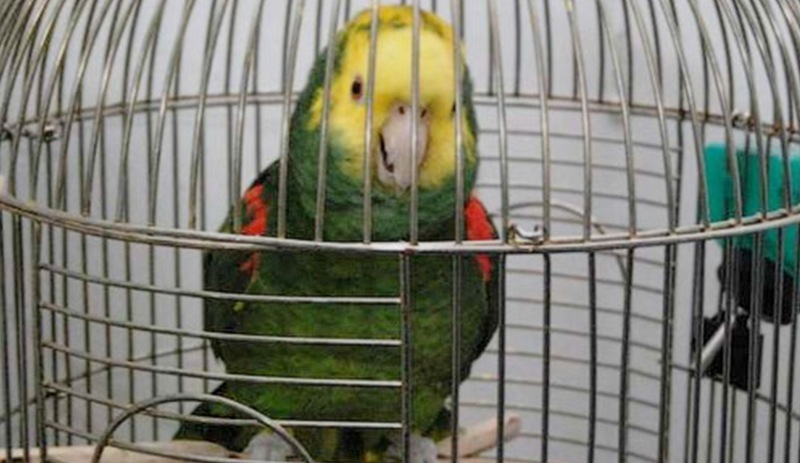 Baskında 'Annecim, polis' diye bağıran papağan gözaltına alındı