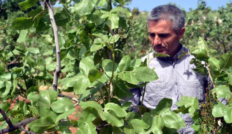 Fıstık kardeşliği