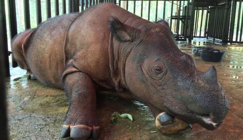 Son erkek Sumatra gergedanı hayatını kaybetti