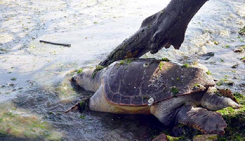 Olimpos'ta caretta carettaya işkence